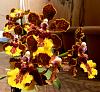 Orchid plant collection of The Urban Orchid Boutique-mule-ear-flower1-jpg