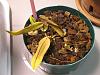 having trouble with my Bulbophyllum exaltatum-flowers-083-jpg