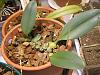 having trouble with my Bulbophyllum exaltatum-flowers-084-jpg