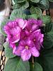African Violet Buds!-imageuploadedbytapatalk1385765189-883725-jpg