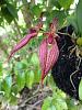 Bulbophyllum Elizabeth Ann Buckleberry-img_1984-jpg