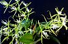 Epidendrum ciliare-dsc00002-jpg