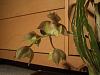 catasetum Frilly Doris 'SVOII' x Lucis 'Danas Bird of Paradise'-catasetum-1-jpg