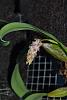 Bulbophyllum lilanicum-002-jpg
