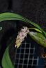 Bulbophyllum lilanicum-003-jpg