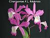 C.harrisoniae X L.fidelensis-orchid-bunch-4-jpg