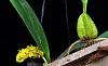 Bulbophyllum spp ID please-bulbo4-1-jpg