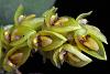 Bulbophyllum spp ID please-bulbo-close2-1-jpg