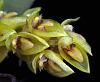 Bulbophyllum spp ID please-bulbo-close3-1-jpg
