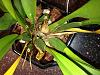 Oncidium with yellow leaves but new growth?-onc-1-5-14-1-jpg