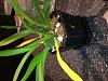 Oncidium with yellow leaves but new growth?-onc-1-5-14-2-jpg