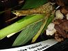 Oncidium with yellow leaves but new growth?-onc-1-5-14-3-jpg