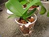 What should be my next steps with this phal?-dscn3961-jpg