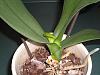 New Orchid owner, questions :)-orchid-001-jpg