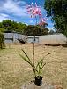 Encyclia summer bloomers.-adenocaula4-jpg