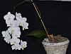 Phalaenopsis White Satin-phal-white-satin-1-jpg