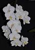 Phalaenopsis White Satin-phal-white-satin-2-jpg