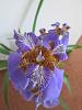 Unknown tall purple orchid-img_0568-jpg