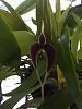 Bulbo. masdevalliacium-043-jpg