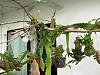 ? How to hang plastic pots inside your home ?-dscn0801-jpg