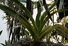jumellea arachnantha-img_2029-jpg