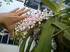 My orchids-31122012031-jpg