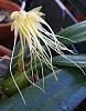 Bulbophyllum vaginatum First Bloom-bulbovag-jpg