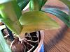 Is this Dendrobium ok?-leaf2-jpg