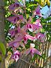 dendrobium collections so far..-2014-02-01_08-29-34_hdr-jpg