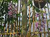 dendrobium collections so far..-2014-02-07_15-13-30_hdr-jpg