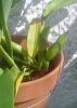 Green Cattleya NOID leafless pseudobulb blooming!-cat-wl-jpg