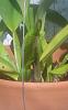 Green Cattleya NOID leafless pseudobulb blooming!-cat-wl-2-jpg