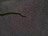 are my aridang dendrobium buds healthy ??-20140215_144852-jpg