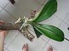 Help for a sick phal - only has aerial roots left-20140222_144236-jpg