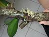 Help for a sick phal - only has aerial roots left-20140222_144318-jpg