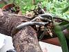 Help for a sick phal - only has aerial roots left-20140222_144435-jpg