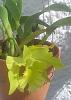 Green Cattleya NOID leafless pseudobulb blooming!-verdefeb14-2-jpg