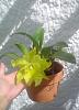 Green Cattleya NOID leafless pseudobulb blooming!-verdefeb14-3-jpg