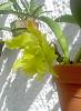Green Cattleya NOID leafless pseudobulb blooming!-verdefeb14-4-jpg
