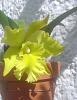 Green Cattleya NOID leafless pseudobulb blooming!-verdefeb14-5-jpg