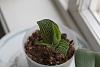 help for my poor jewel orchid-img_8205-jpg