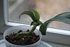 help for my poor jewel orchid-img_8206-jpg