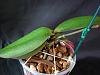 Colchicine effects on Phal. stuartiana hybrid-dsc02241-jpg