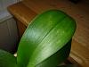 Phal leaves pitted and some small brown hard blisters-p1060462-jpg
