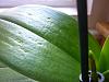 Phal leaves pitted and some small brown hard blisters-p1060466-jpg