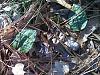 Tipularia discolor - a very common orchid!-img_20131229_145608_387-discolor-640x480-jpg