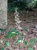 Tipularia discolor - a very common orchid!-20130811_103954-480x637-jpg