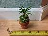 Need Help Identifying Neofinetia Cultivar-image-jpg