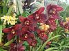 Cymbidiums blooming today, red, orange and green-dsc00496-jpg