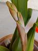 Coel. Unchained Melody - new growth question-img_20140312_152730-jpg